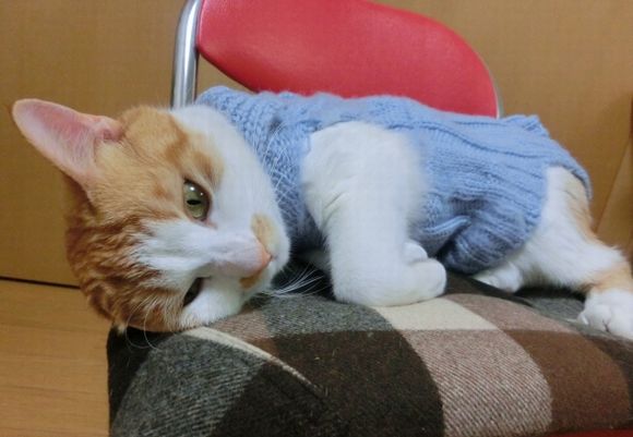 悩む猫